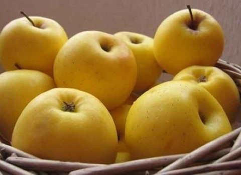 تصویر 1 از قیمت سیب گالا زرد + خرید باور نکردنی